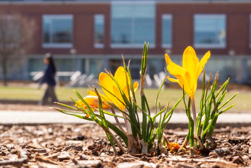 Crocuses bloom near the Student Union lawn on Wednesday, March 19, 2025 — the day before the first day of spring.