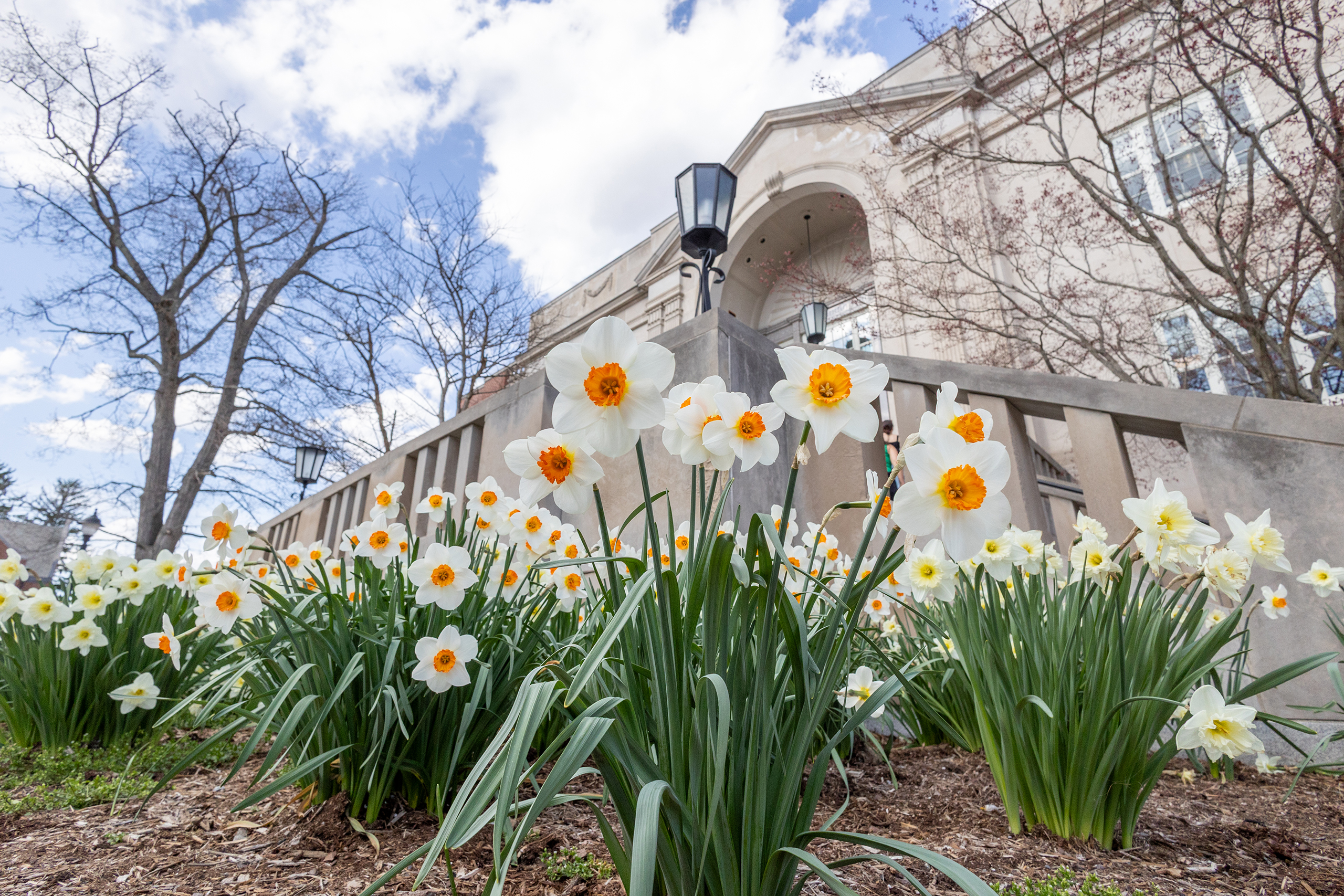 white flowers in front of the wilbur cross building
