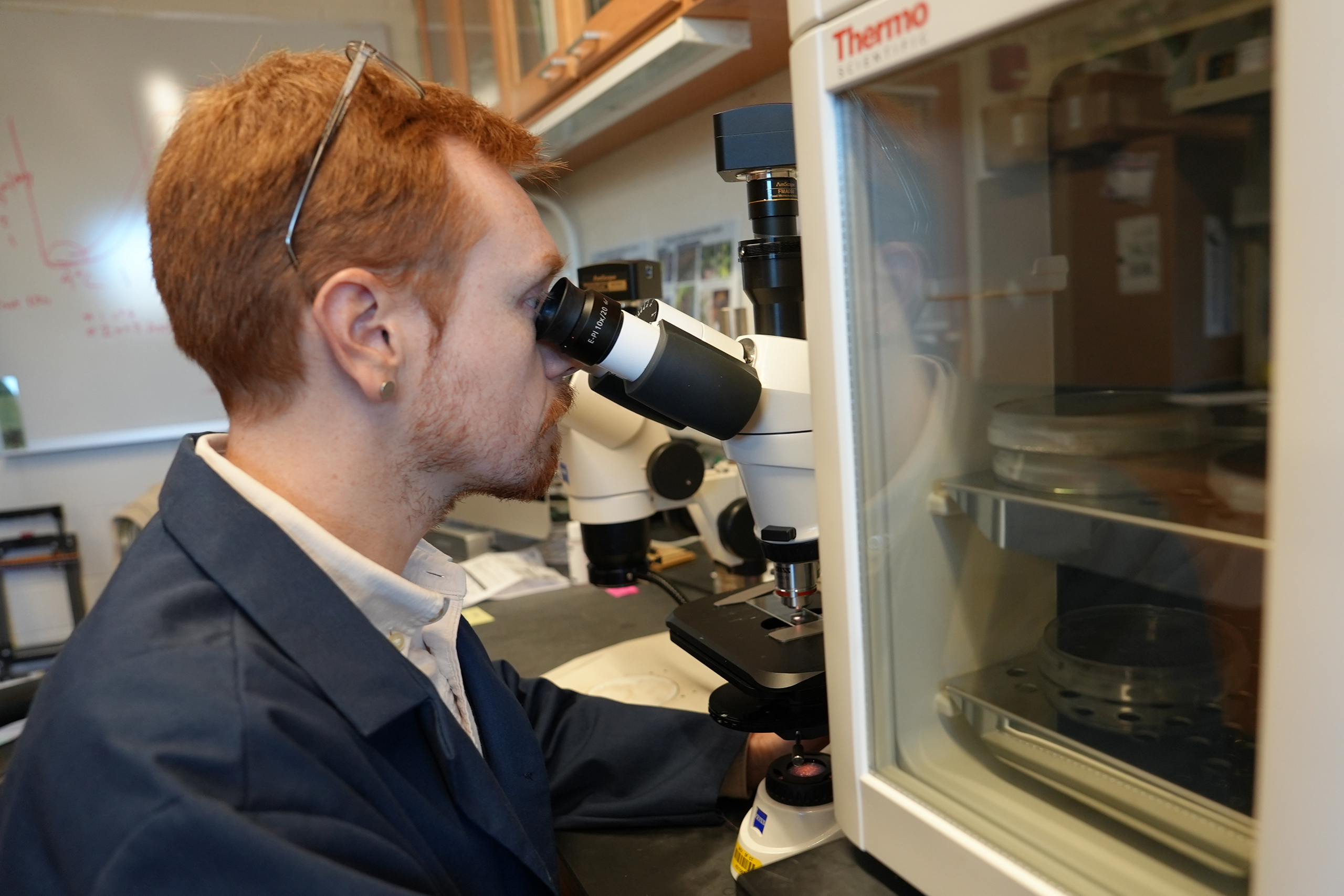 A plant health researcher at a microscope
