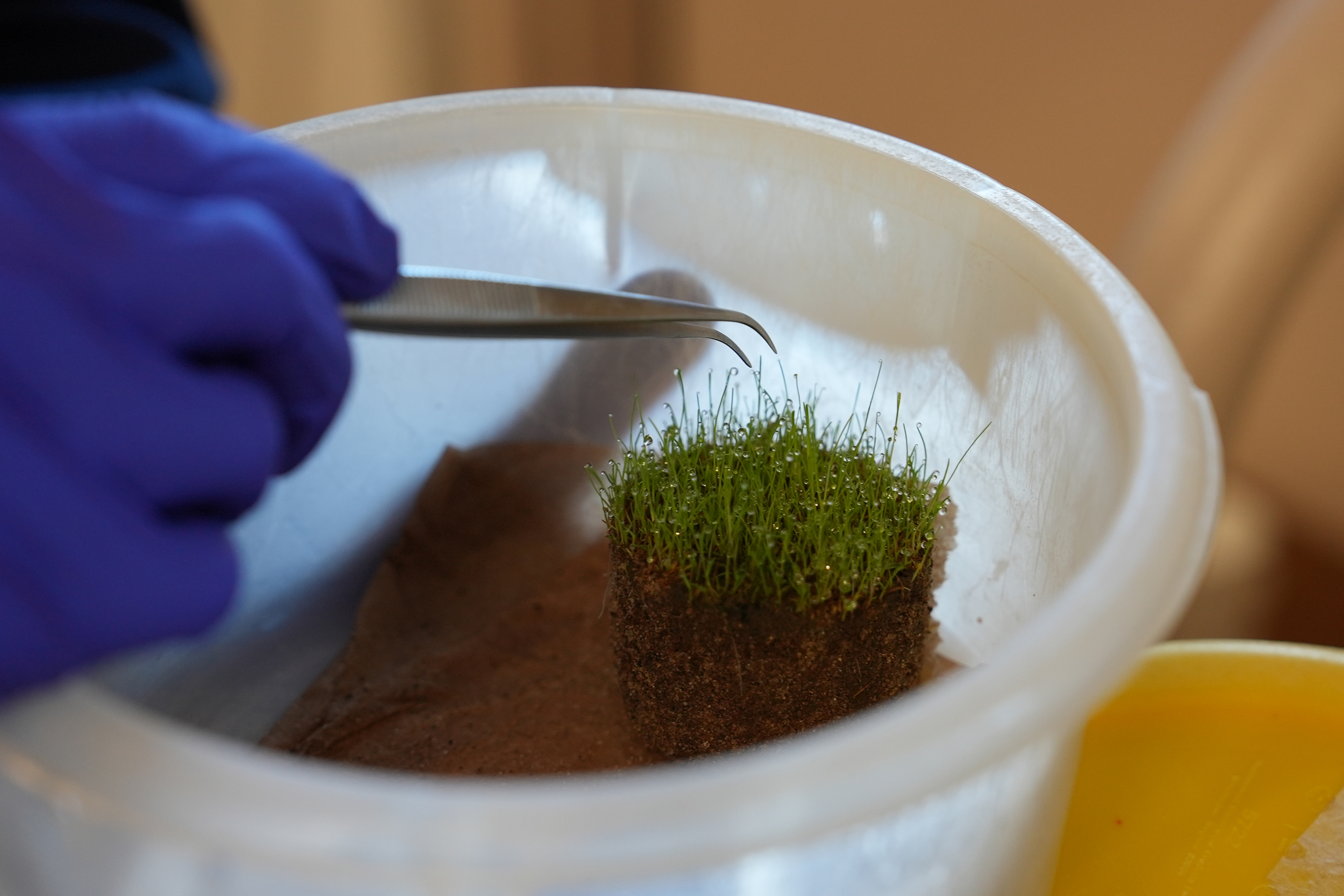 forceps working on a plant sample in a bowl