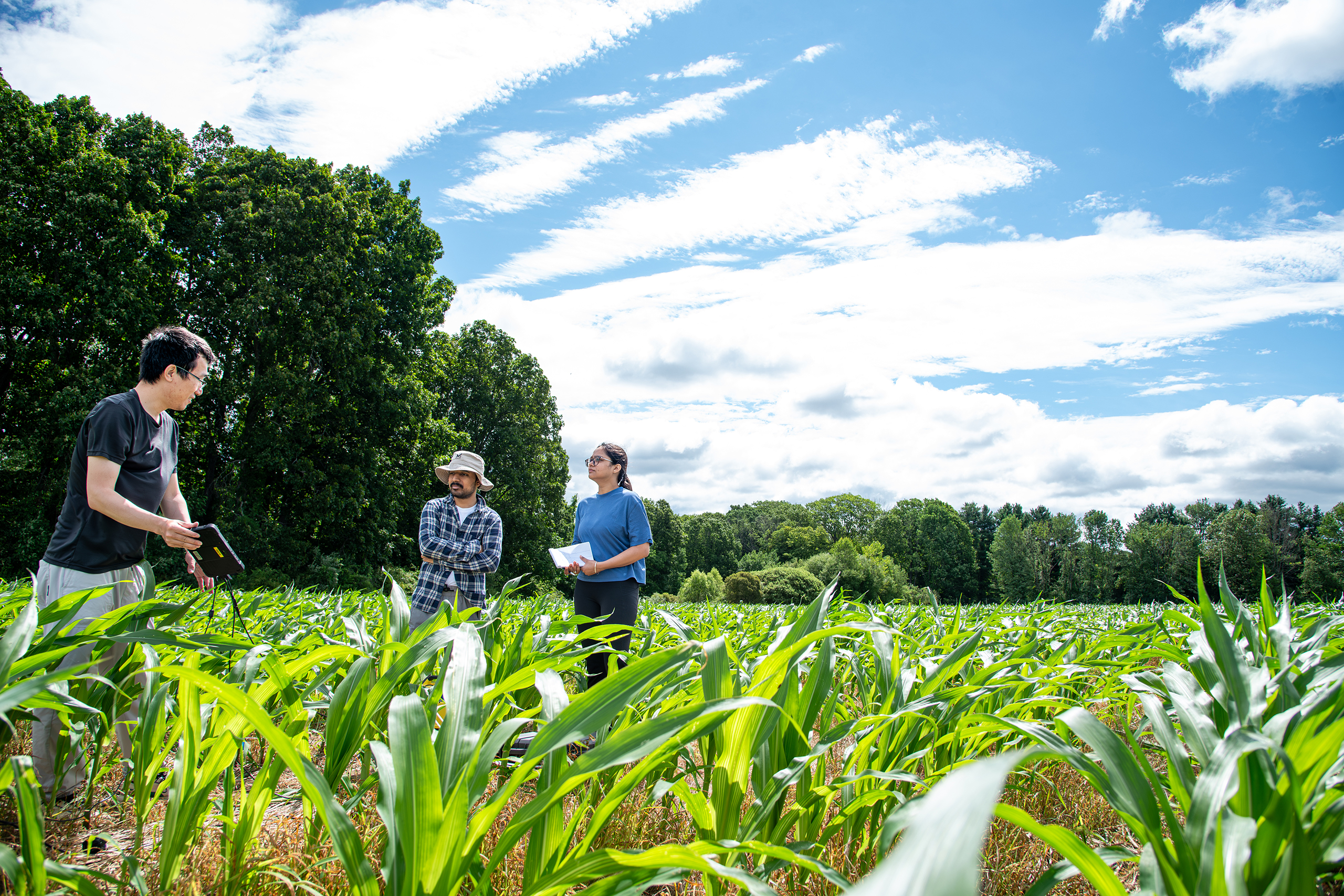 Three researchers in a crop field
