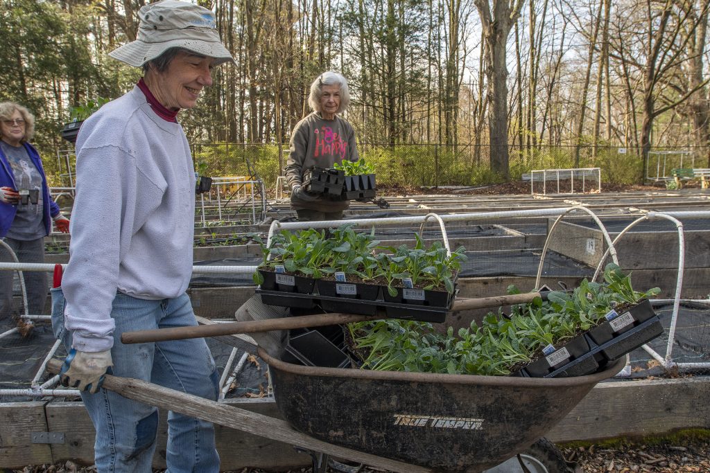 Students of the Olli program in Waterbury plant vegetables at the OLLI Fulton Park Garden Project